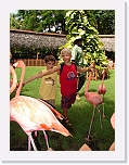 Flamingos (13) * 576 x 768 * (131KB)